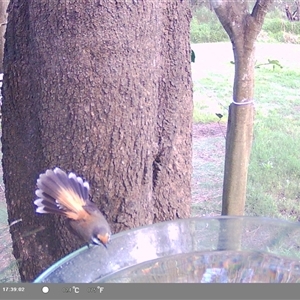 Rhipidura rufifrons at Shark Creek, NSW - 14 Nov 2024 10:21 AM