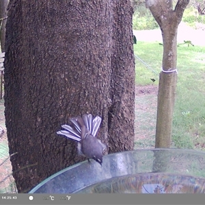 Rhipidura albiscapa (Grey Fantail) at Shark Creek, NSW by Topwood