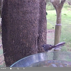 Rhipidura albiscapa at suppressed - suppressed