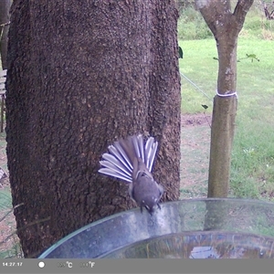 Rhipidura albiscapa at Shark Creek, NSW - 15 Nov 2024 02:21 PM
