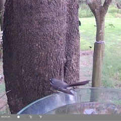 Rhipidura albiscapa at suppressed - suppressed