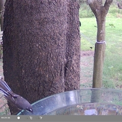 Rhipidura albiscapa at suppressed - suppressed