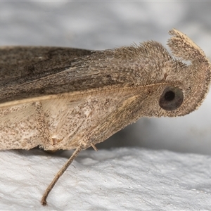 Simplicia armatalis at Melba, ACT - 14 Nov 2024