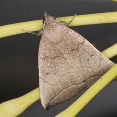 Simplicia armatalis at Melba, ACT - 14 Nov 2024