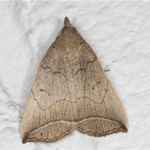 Simplicia armatalis at Melba, ACT - 14 Nov 2024