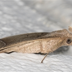 Simplicia armatalis at Melba, ACT - 14 Nov 2024