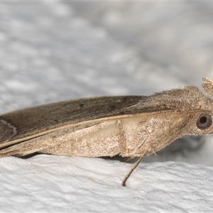 Simplicia armatalis at Melba, ACT - 14 Nov 2024