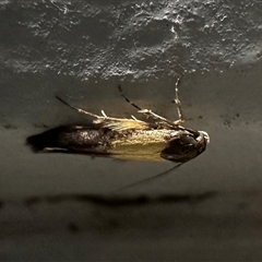 Stathmopoda (genus) (A curved-horn moth) at Ainslie, ACT - 16 Nov 2024 by Pirom