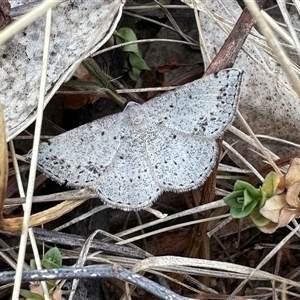 Taxeotis intextata at Ainslie, ACT - 16 Nov 2024