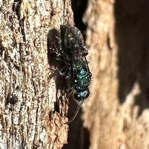 Mutillidae (family) at Ainslie, ACT - 18 Nov 2024 05:22 PM