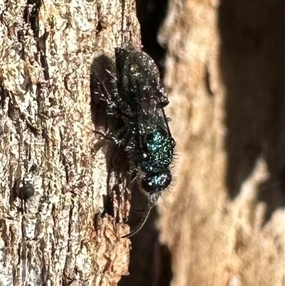 Mutillidae (family) (Unidentified Mutillid wasp or velvet ant) at Ainslie, ACT - 18 Nov 2024 by Pirom