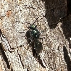 Mutillidae (family) at Ainslie, ACT - 18 Nov 2024