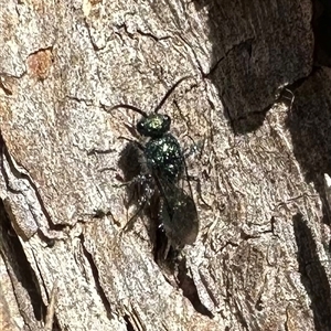 Mutillidae (family) at Ainslie, ACT - 18 Nov 2024 05:22 PM