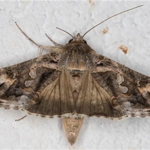 Chrysodeixis argentifera at Melba, ACT - 14 Nov 2024