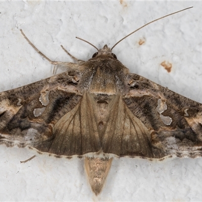 Chrysodeixis argentifera (Tobacco Looper) at Melba, ACT - 14 Nov 2024 by kasiaaus