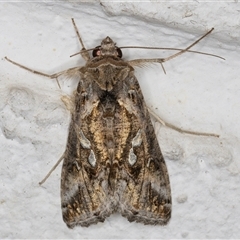 Chrysodeixis argentifera at Melba, ACT - 14 Nov 2024 10:49 PM