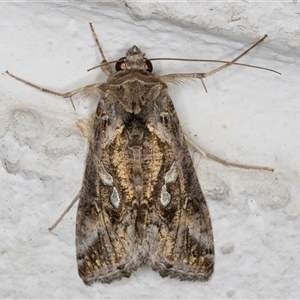 Chrysodeixis argentifera at Melba, ACT - 14 Nov 2024