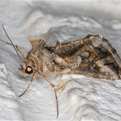 Chrysodeixis argentifera at Melba, ACT - 14 Nov 2024