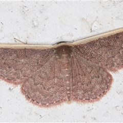 Idaea inversata (Purple Wave) at Melba, ACT - 14 Nov 2024 by kasiaaus