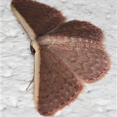 Idaea inversata at Melba, ACT - 14 Nov 2024 10:50 PM