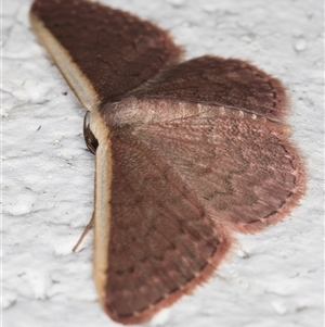 Idaea inversata at Melba, ACT - 14 Nov 2024