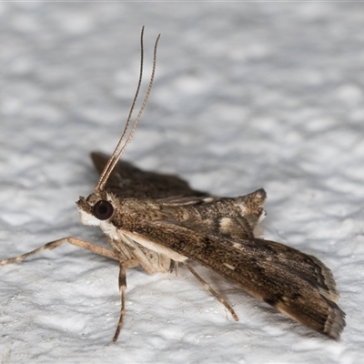 Nacoleia rhoeoalis (A Crambid moth (Spilomelinae) at Melba, ACT - 14 Nov 2024 by kasiaaus