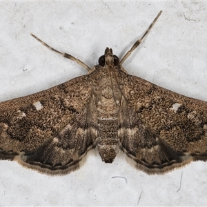 Nacoleia rhoeoalis at Melba, ACT - 14 Nov 2024