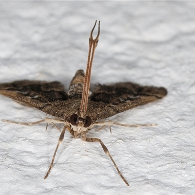 Nacoleia rhoeoalis (A Crambid moth (Spilomelinae) at Melba, ACT - 12 Nov 2024 by kasiaaus
