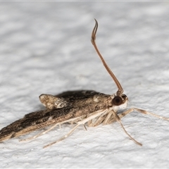 Nacoleia rhoeoalis at Melba, ACT - 12 Nov 2024