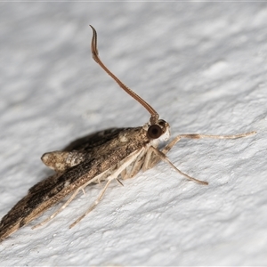 Nacoleia rhoeoalis at Melba, ACT - 12 Nov 2024