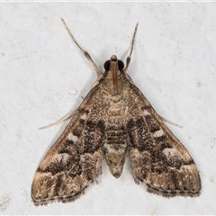 Nacoleia rhoeoalis at Melba, ACT - 12 Nov 2024