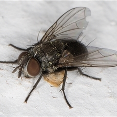 Unverified True fly (Diptera) at Melba, ACT - 14 Nov 2024 by kasiaaus