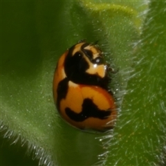 Coccinella transversalis at Freshwater Creek, VIC - 17 Nov 2024 by WendyEM