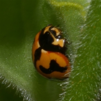 Coccinella transversalis at Freshwater Creek, VIC - 17 Nov 2024 by WendyEM