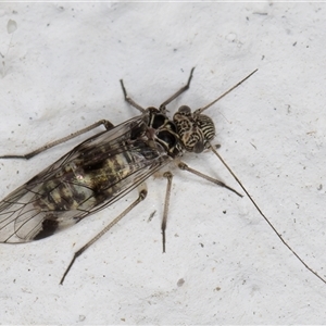 Psocodea 'Psocoptera' sp. (order) (Unidentified plant louse) at Melba, ACT by kasiaaus