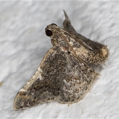 Scenedra decoratalis (A Pyralid moth) at Melba, ACT - 15 Nov 2024 by kasiaaus