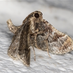 Scenedra decoratalis at Melba, ACT - 15 Nov 2024