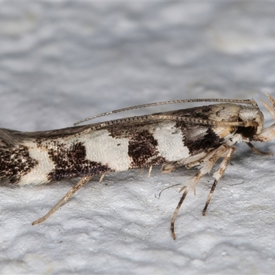 Limnaecia camptosema (Cosmopterigid) at Melba, ACT - 15 Nov 2024 by kasiaaus