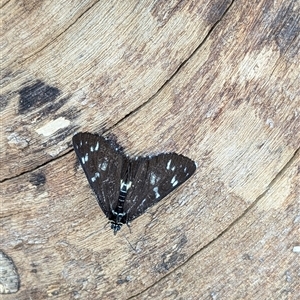 Cruria synopla (Forest Day-moth) at Mount Kembla, NSW by BackyardHabitatProject