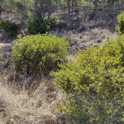 Grevillea sp. (Grevillea) at Chisholm, ACT - 17 Nov 2024 by PatMASH