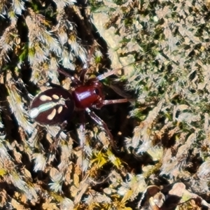 Habronestes bradleyi (Bradley's Ant-Eating Spider) at Symonston, ACT by Mike