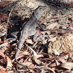 Pogona barbata at Chisholm, ACT - 17 Nov 2024 by RomanSoroka