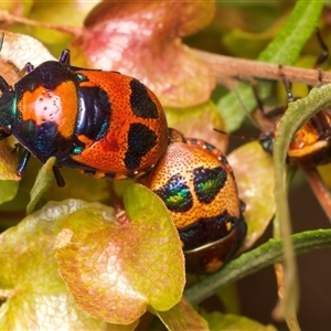 Choerocoris paganus at Ainslie, ACT - 17 Nov 2024 11:18 AM