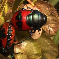 Choerocoris paganus at Ainslie, ACT - 17 Nov 2024 11:18 AM