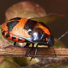 Choerocoris paganus at Ainslie, ACT - 17 Nov 2024 11:18 AM