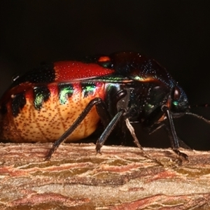 Choerocoris paganus at Ainslie, ACT - 17 Nov 2024 11:18 AM