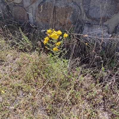 Hypericum perforatum (St John's Wort) at Chisholm, ACT - 18 Nov 2024 by PatMASH