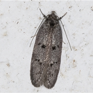 Heterozyga coppatias at Melba, ACT - 15 Nov 2024 11:08 PM