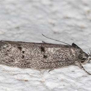 Heterozyga coppatias at Melba, ACT - 15 Nov 2024 11:08 PM