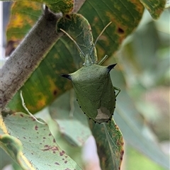 Biprorulus bibax (Spined citrus bug) at Mount Kembla, NSW - 17 Nov 2024 by BackyardHabitatProject